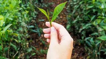 Bois Cheri Tea Estate, Mauritius: What to Expect from the Tour and Tea Tasting