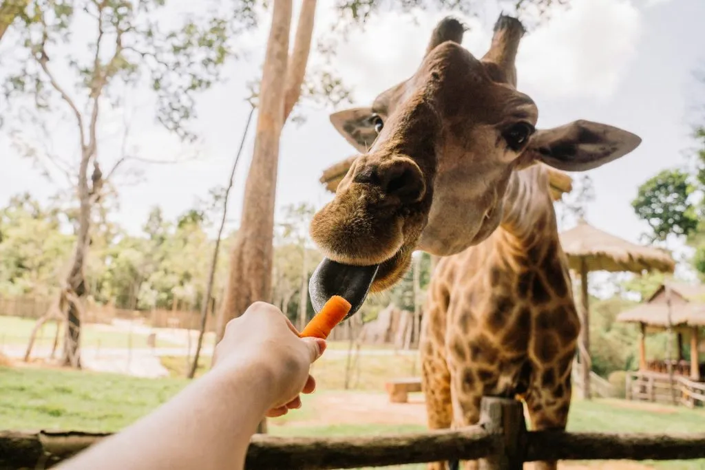 Giraffe at Singapore Zoo, Mandai